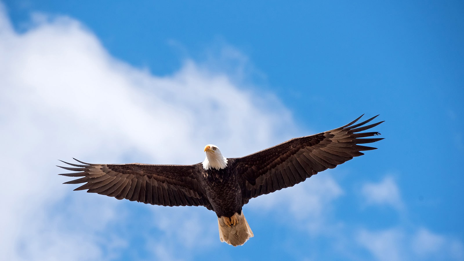 An eagle soaring