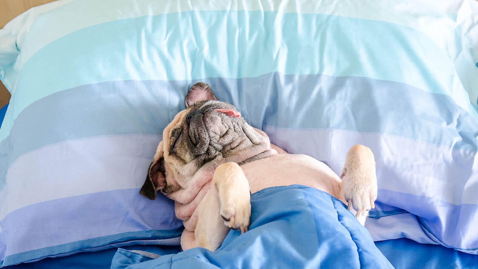 cute-pug-blissfully-asleep-SLIDER